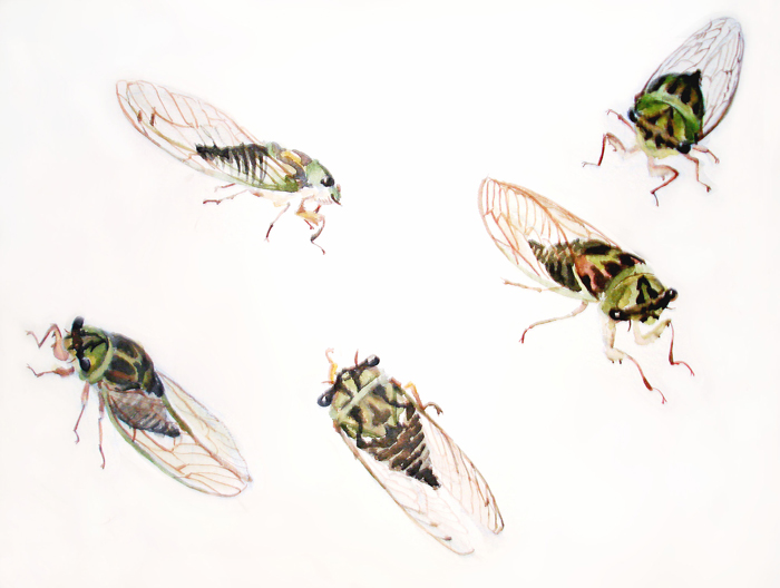 cicada2